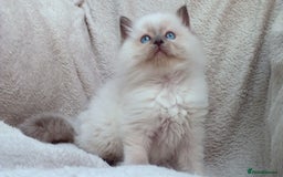 Ragdoll cats for sale: GCCF PET/ACTIVE KITTENS CHAMPION IMP BLOODLINES - Image 32