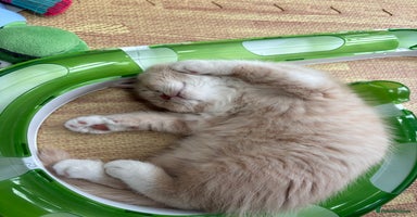 British Shorthair cats - Advert 11