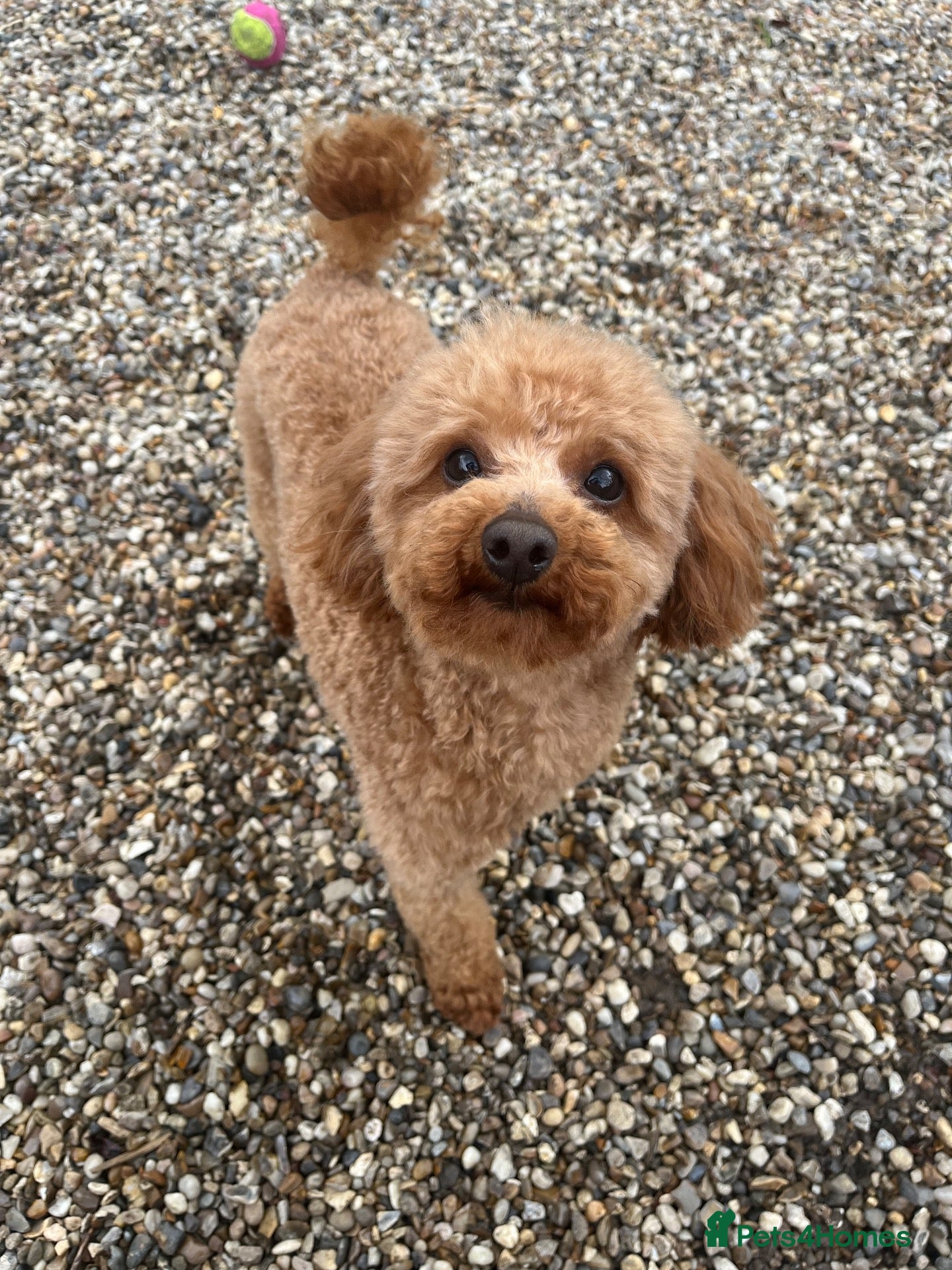 Toy Poodle dogs 🌹 RED TOY POODLE 9 INCH 2.8 KG HEALTH TESTED 🌹 - Advert 1