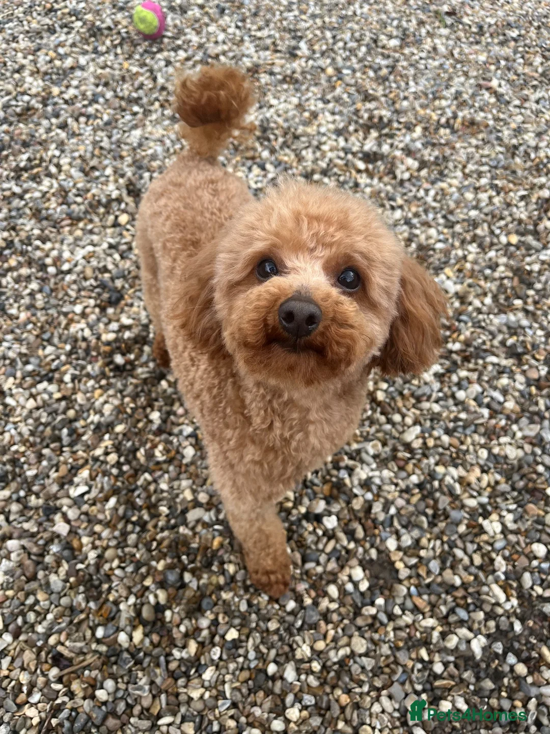 Toy Poodle dogs for stud: 🌹 RED TOY POODLE 9 INCH 2.8 KG HEALTH TESTED 🌹 - Advert 1