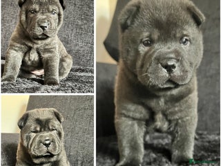 Mixed Breed dogs ChowPei Pups - Advert 12