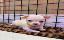 Chihuahua dogs for sale: 🐶 tiny chihuahua pups - Image 10