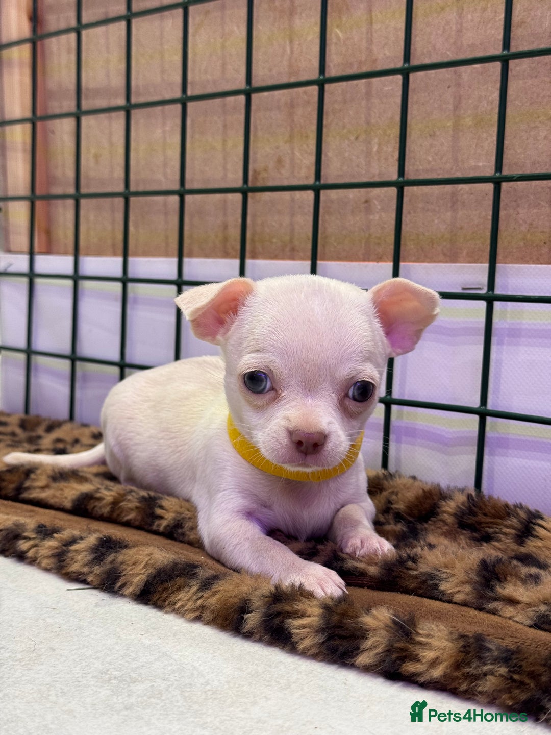 Chihuahua dogs for sale: 🐶 tiny chihuahua pups - Image 10