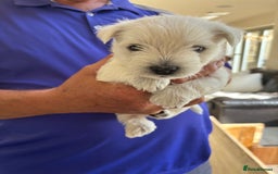 West Highland Terrier dogs for sale: West Highland Terriers For Sale - Image 5