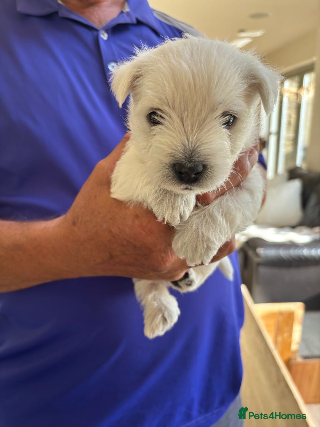 West Highland Terrier dogs for sale: West Highland Terriers For Sale - Image 5