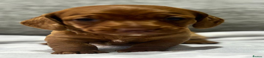 Miniature Dachshund Puppy 2