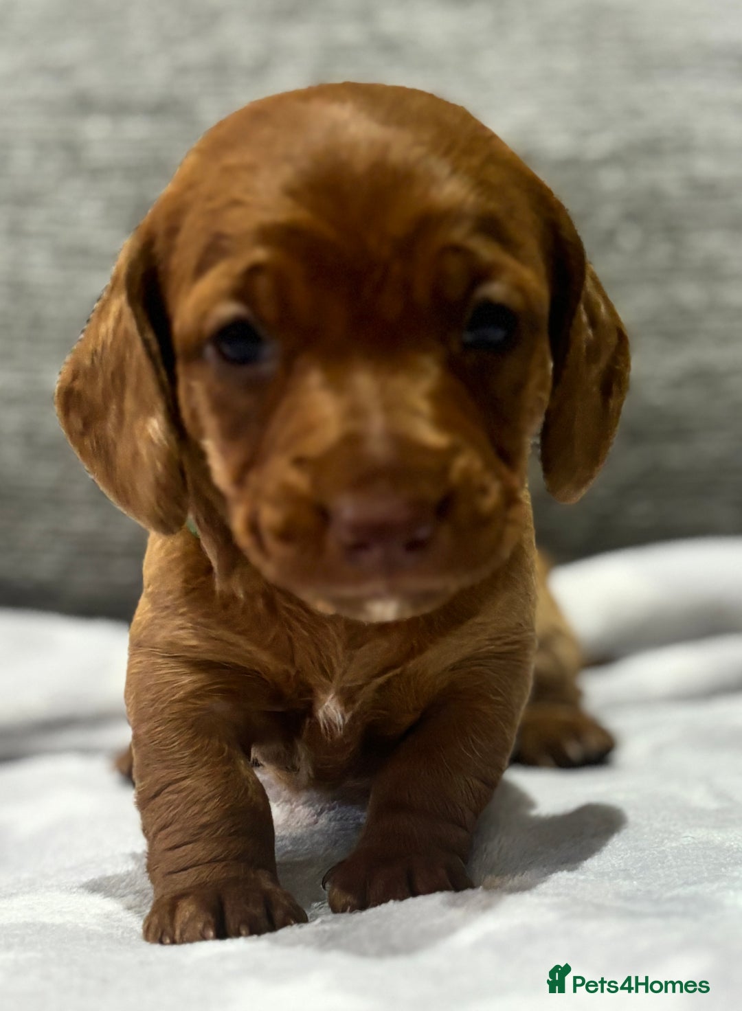 Miniature Dachshund dogs for sale: Beautiful KC Reg Miniature Dachshund Puppies - Image 11