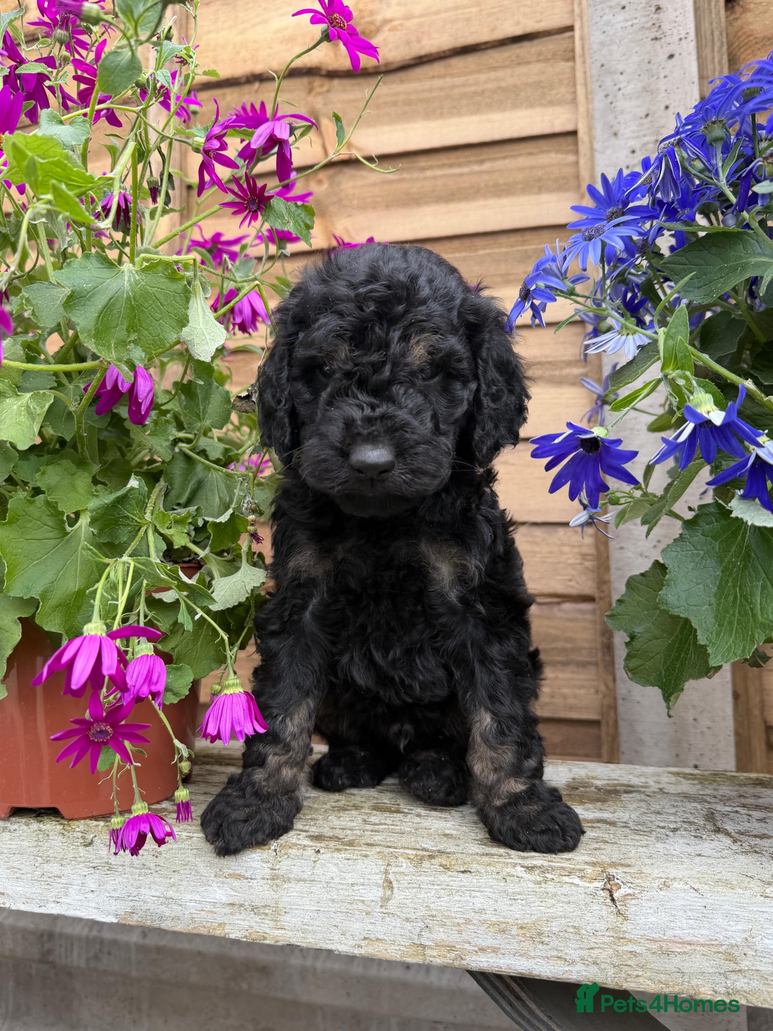 Australian Labradoodle dogs Australiann type labradoodles mini / medium  - Advert 1