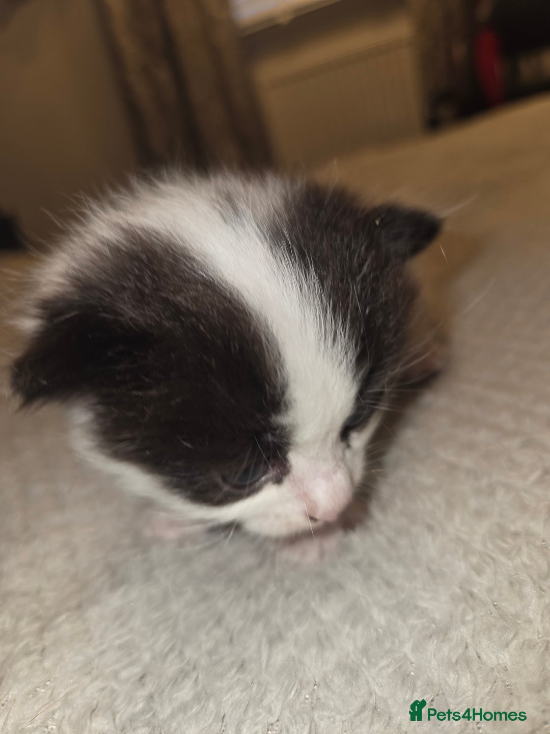 Domestic Shorthair cats for sale: Kittens for sale - Image 7