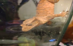 Gecko reptiles for sale: Crested gecko and setup - Image 2