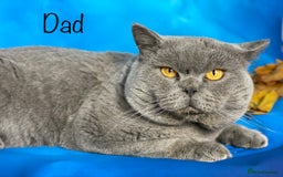 Mixed Breed cats for sale: Ragdoll X  British shorthair  - Image 11
