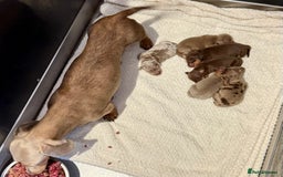 Miniature Dachshund dogs for sale: Miniature Dachshund Puppies LICENSED BREEDER - Image 15