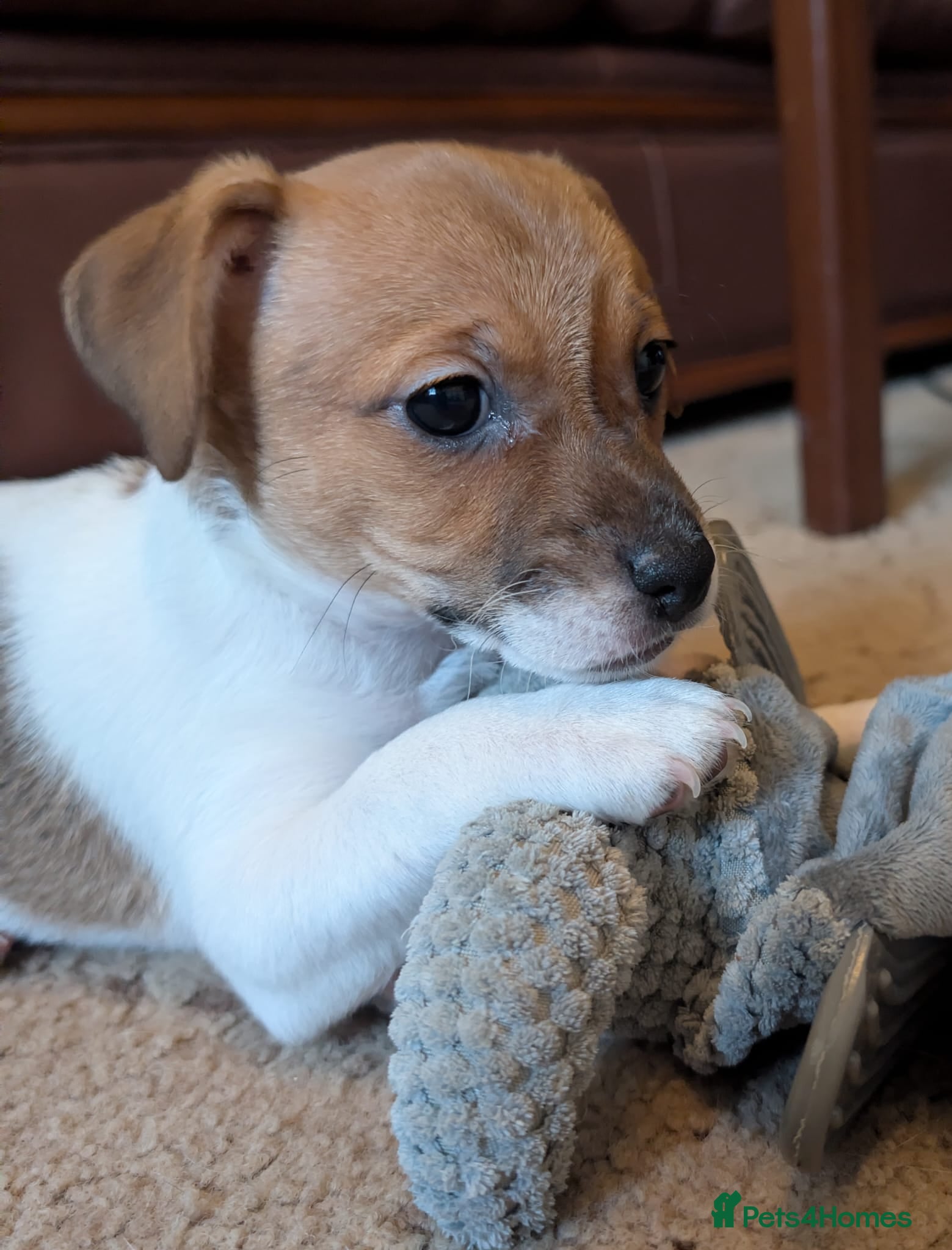 Jack Russell dogs Last Jack Russell Puppy, Ready 20th March - Advert 12