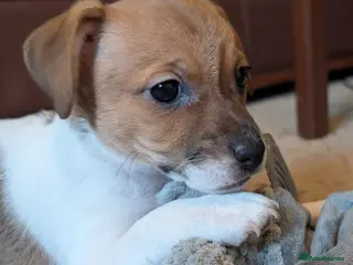 Jack Russell dogs Last Jack Russell Puppy, Ready 20th March - Advert 12