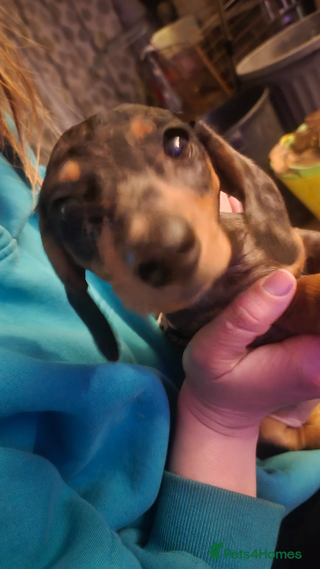 Miniature Dachshund dogs for sale: Silver dapple miniature dachshund puppy - Advert 1
