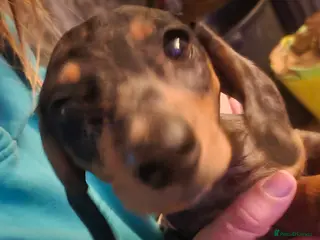 Miniature Dachshund dogs Silver dapple miniature dachshund puppy - Advert 6