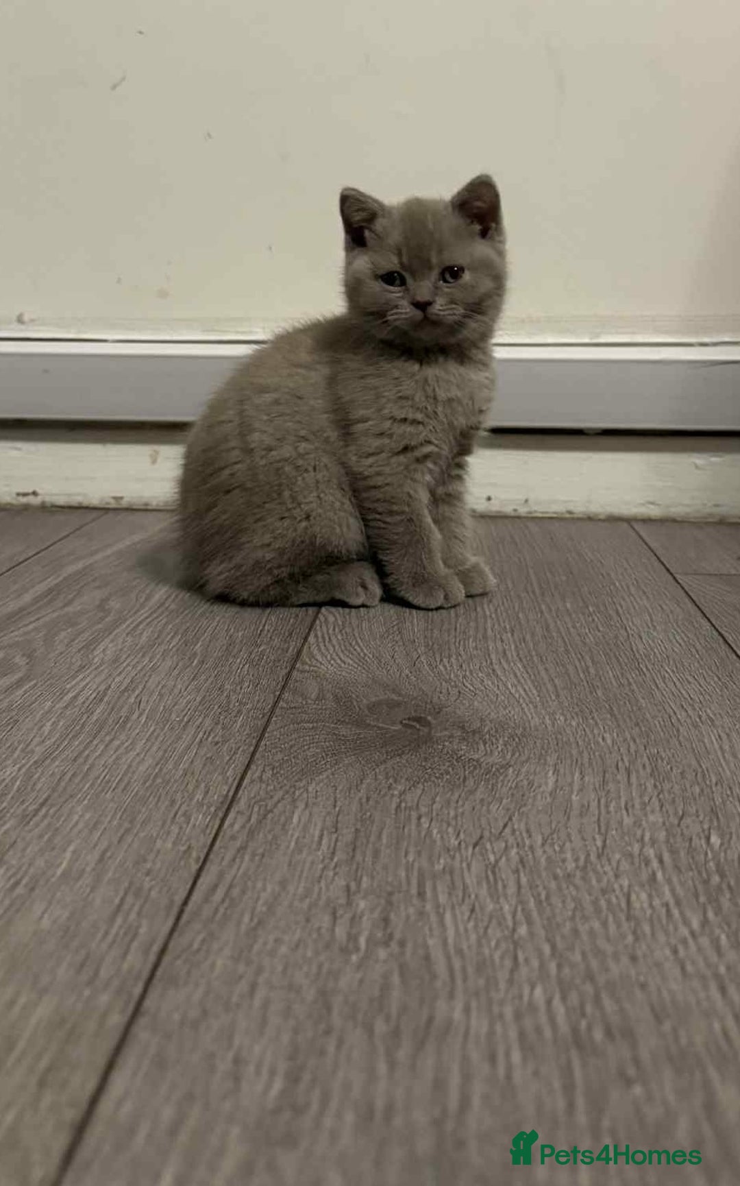 British Shorthair cats for sale: Wonderful, fluffy kittens - Advert 16