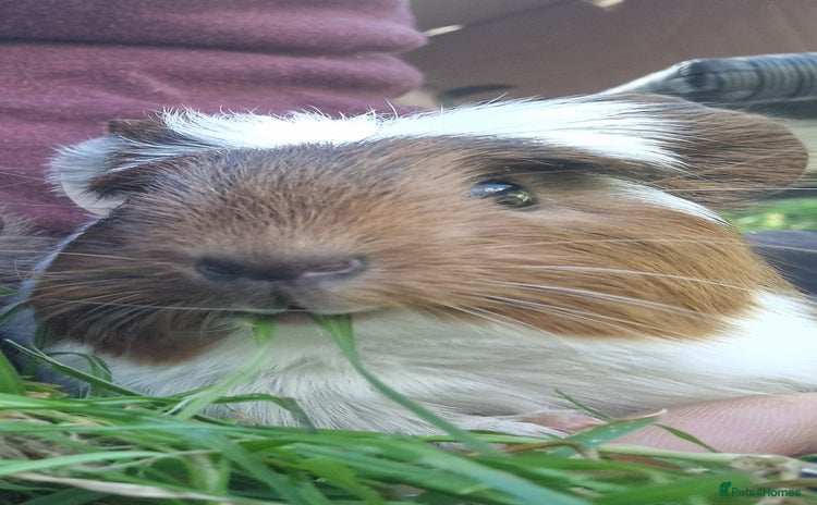 Guinea Pig rodents in Darwen - Advert 14