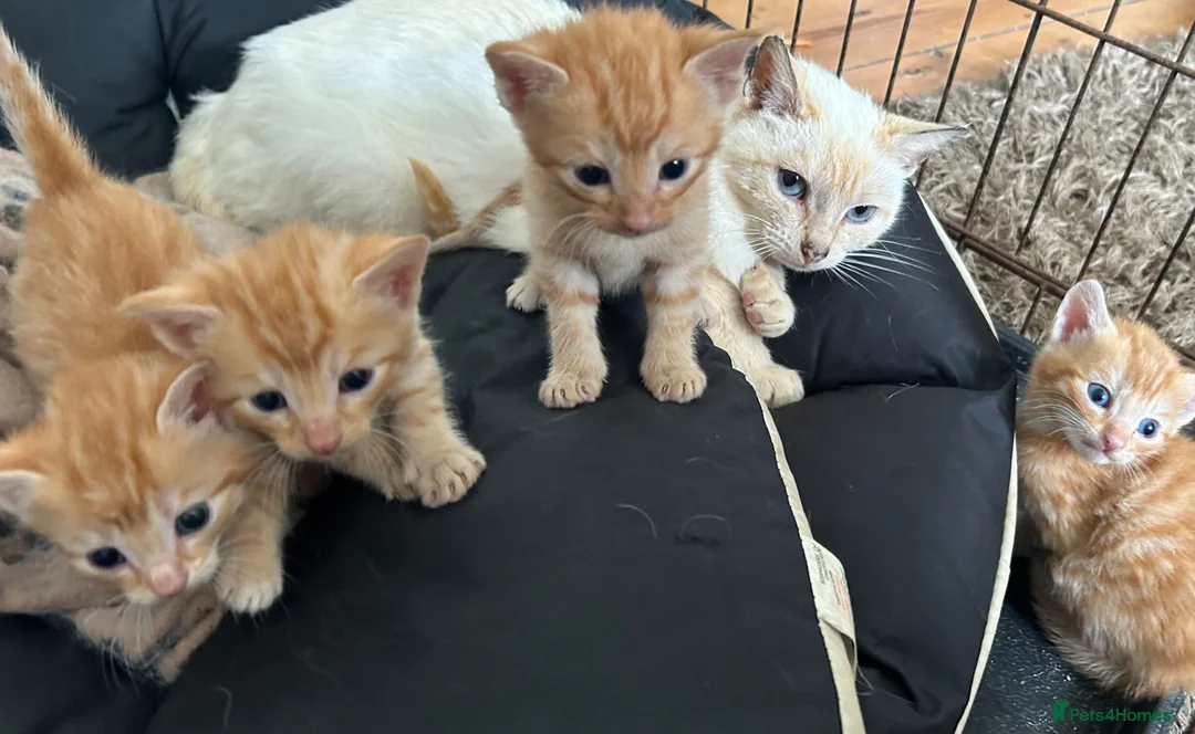 Mixed Breed cats for sale: Gorgeous kittens - Advert 1