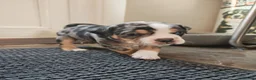 Dorset Olde Tyme Bulldogge dogs for sale: Old tyme bulldog puppies  in Farnborough - Advert 8