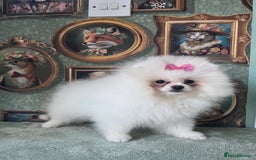 Pomeranian dogs for sale: Quality Pom puppies from Five Star Breeder  - Image 16