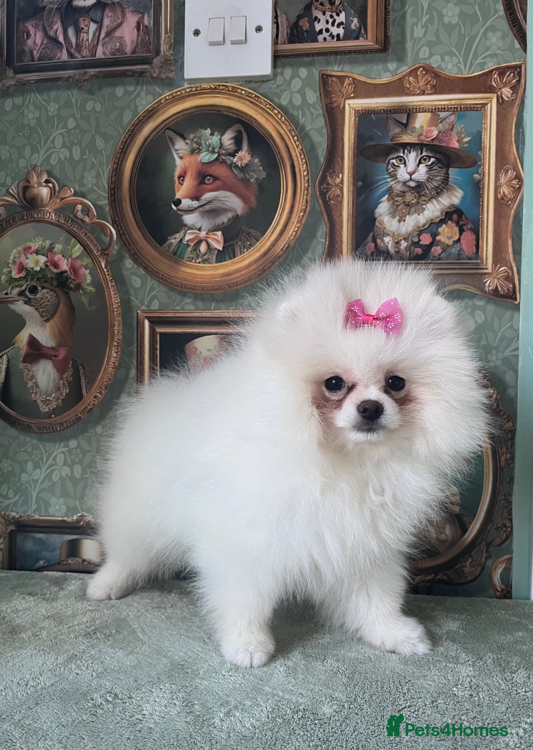 Pomeranian dogs for sale: Quality Pom puppies from Five Star Breeder  - Image 16