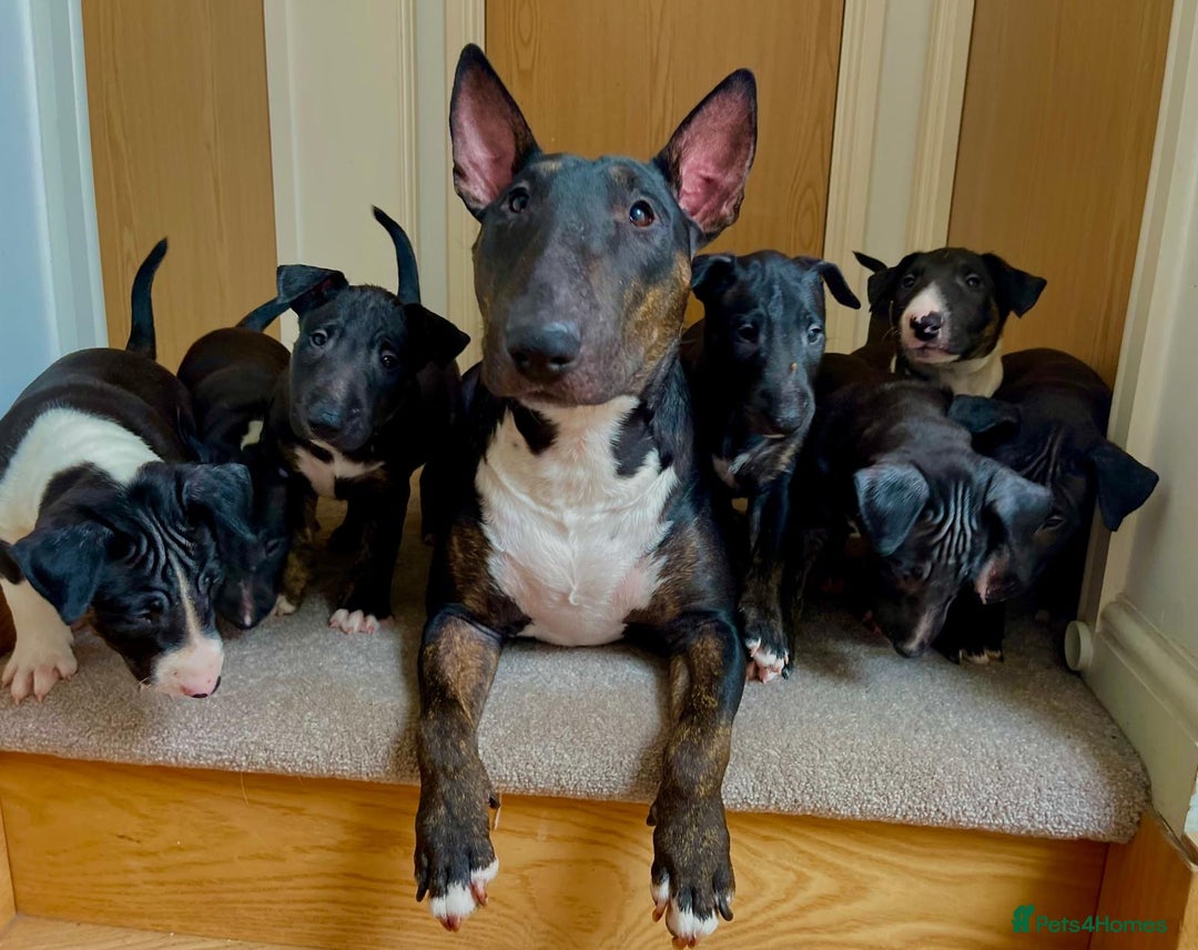 English Bull Terrier dogs for sale: BLACK ENGLISH BULL TERRIER 4 months old  - Image 3