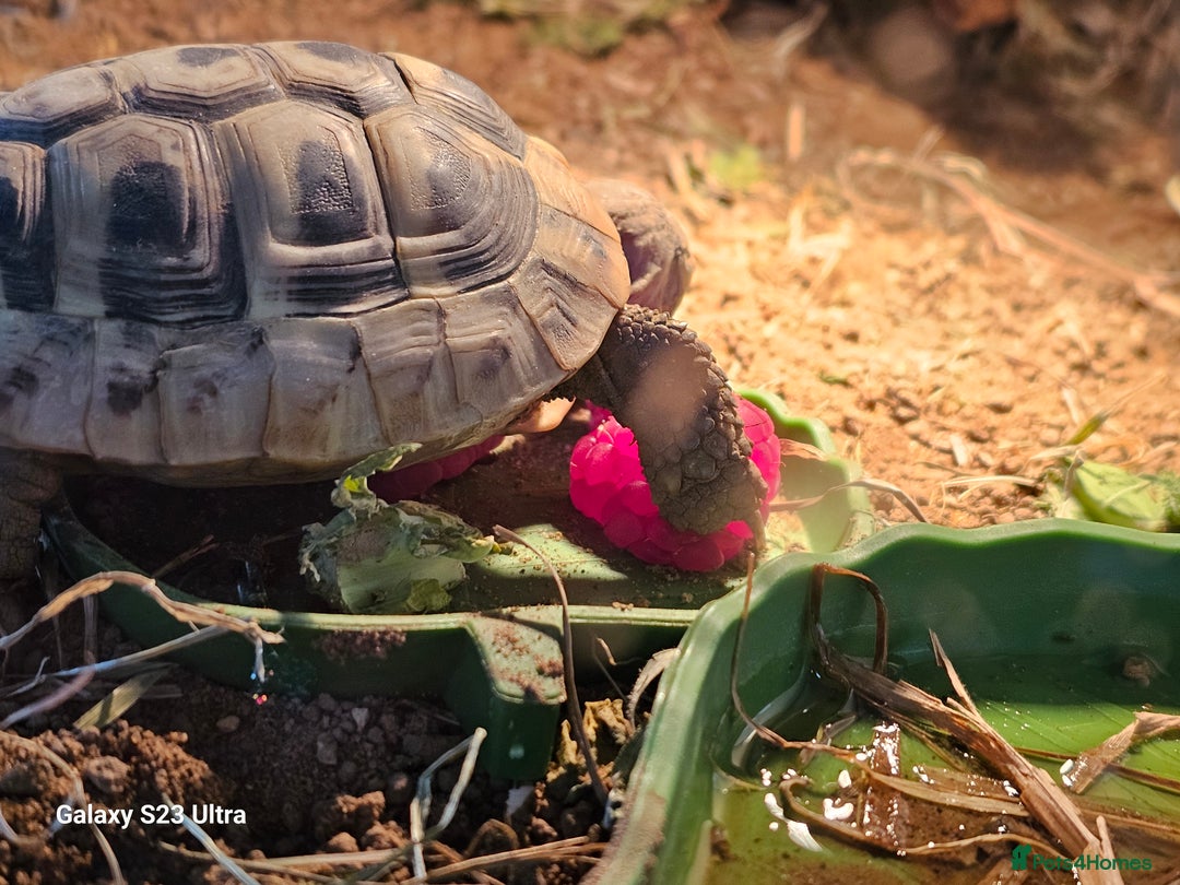 Hermann Tortoise reptiles for sale: Hurmman Tortoise  - Image 6
