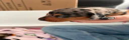 Miniature Dachshund dogs for sale: Beautiful litter of miniature dachshunds  in Sunderland - Advert 11