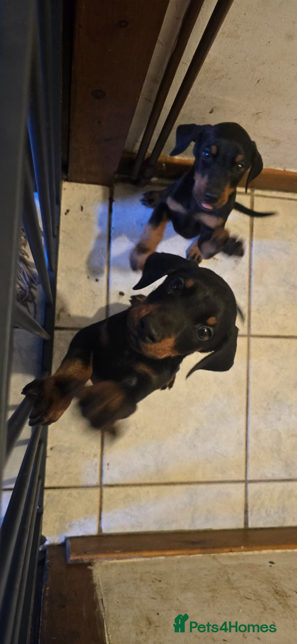 Dobermann dogs X4 Beautiful female pups available  - Advert 1