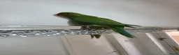Ringnecks birds for sale: Hand-Reared Baby Indian Ringnecks for Sale  - Advert 7