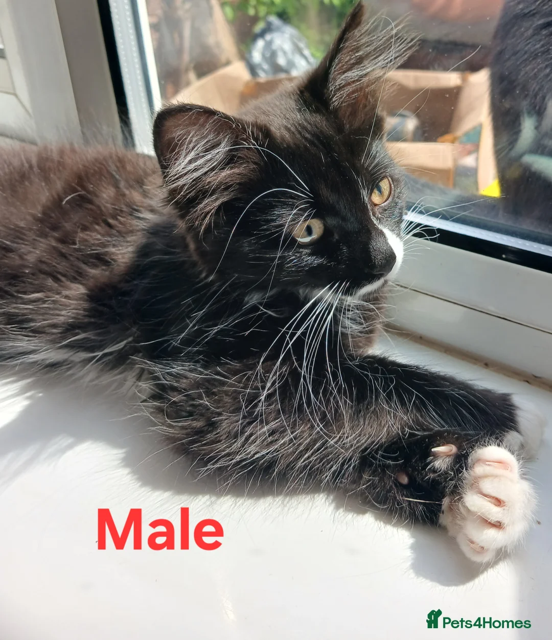 Mixed Breed cats for sale: 6 Crazy, curious, loving kittens - Advert 7