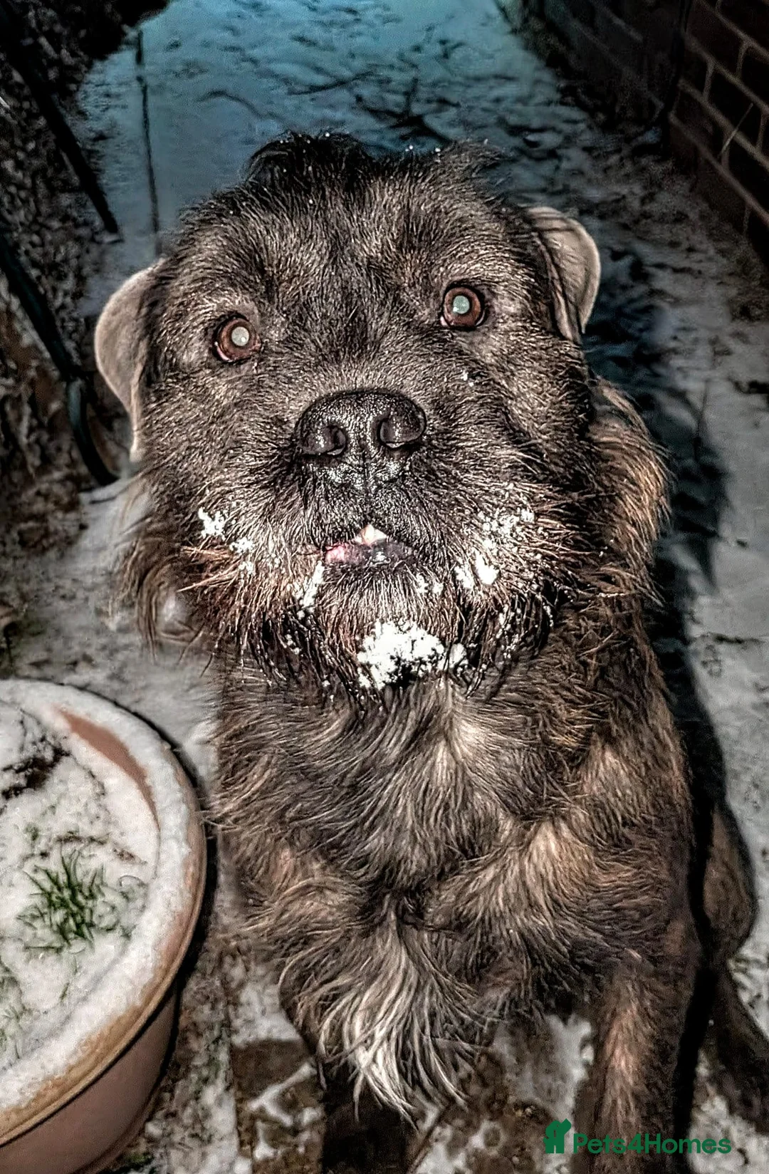 Mixed Breed dogs for sale: Rehoming - Advert 2