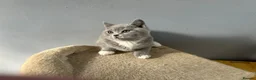 British Shorthair cats for sale: British Shorthair - Advert 6