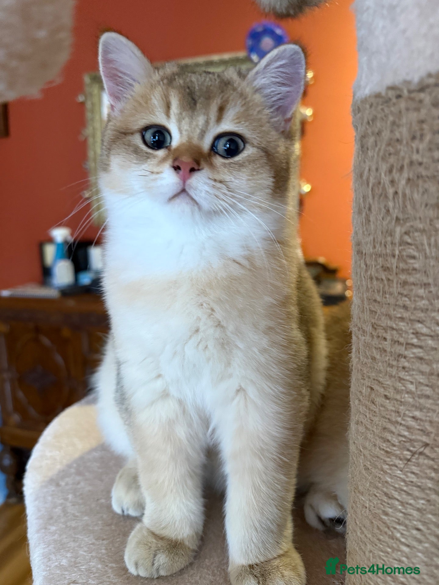 British Shorthair cats for sale: Ready Show Quality Golden Chinchillas - Advert 2