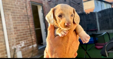 Miniature Dachshund dogs - Advert 8