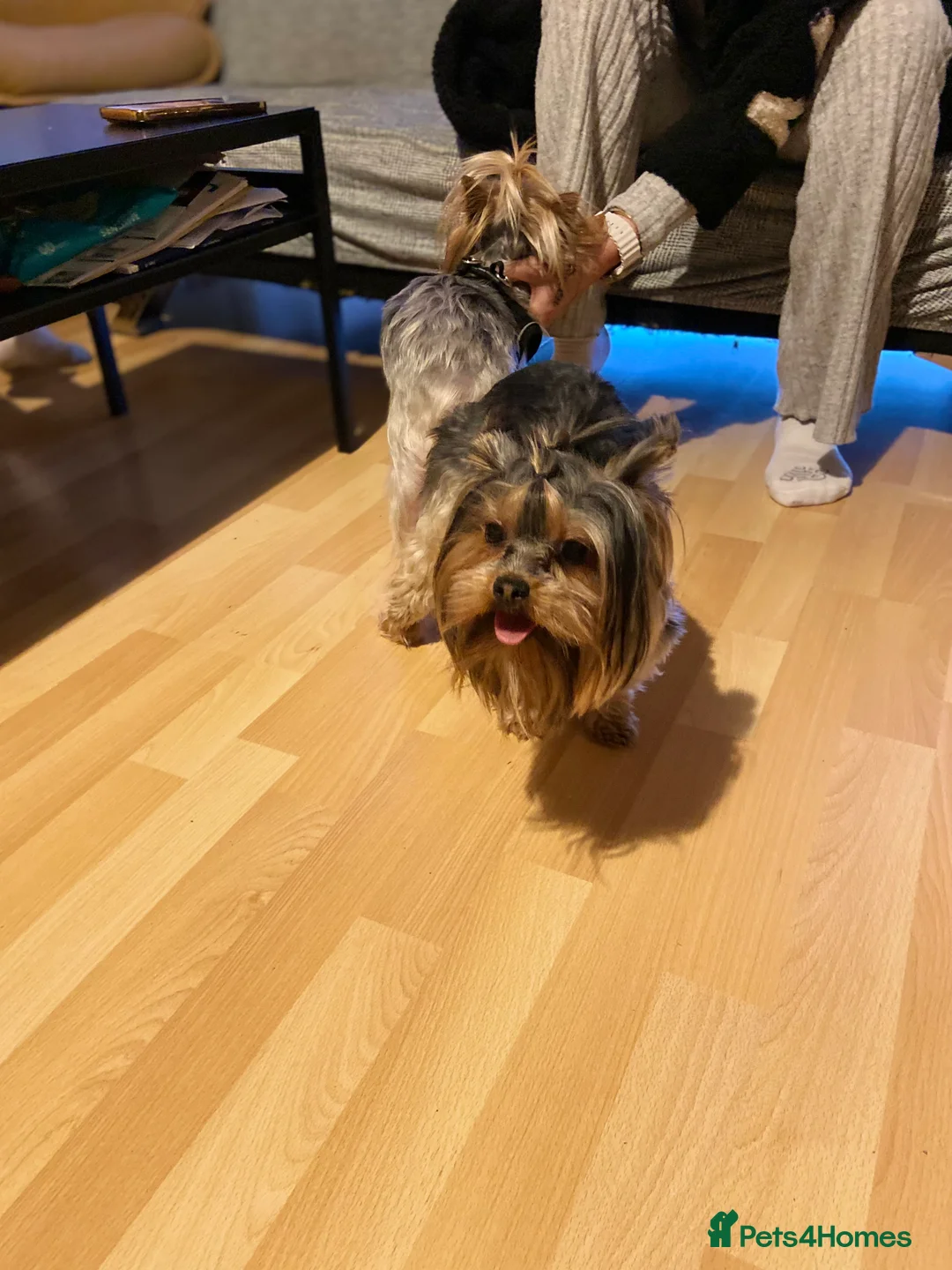 Yorkshire Terrier dogs for stud: Rocky in Hornchurch - Advert 10