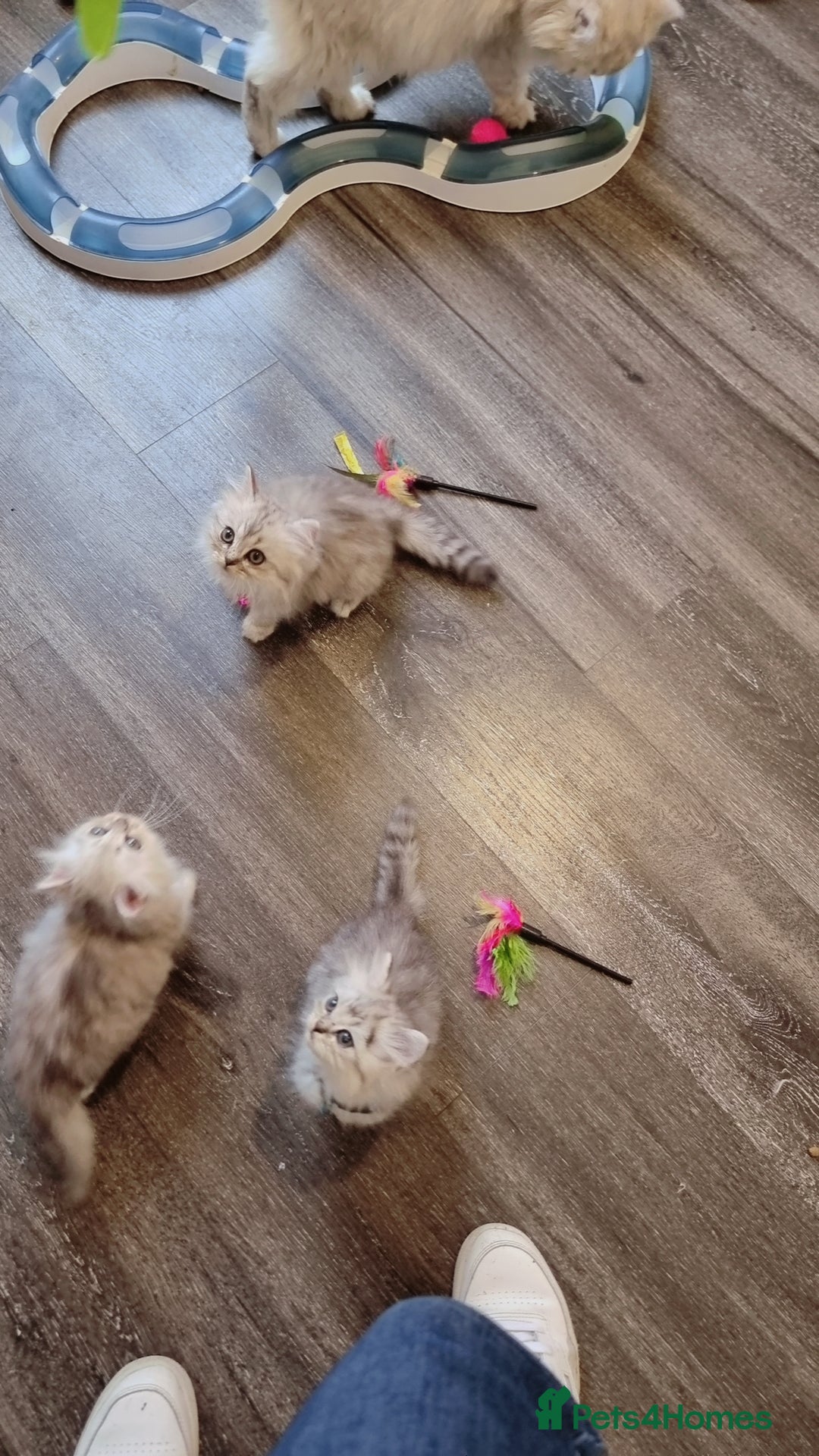 Persian cats for sale: Persian chinchilla  - Image 7