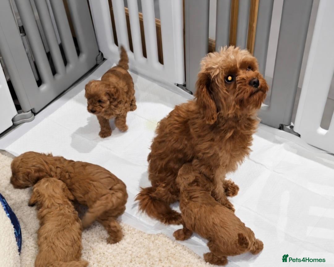 Cavapoo dogs 🐾 Beautiful Ruby Red F2B Toy Cavapoo Puppies 🐾 - Advert 17