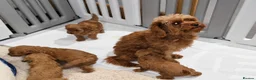 Cavapoo dogs for sale: 🐾 Beautiful Ruby Red F2B Toy Cavapoo Puppies 🐾 - Advert 1