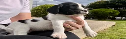 English Springer Spaniel dogs for sale: KC registered English Springer Spaniels - Advert 25