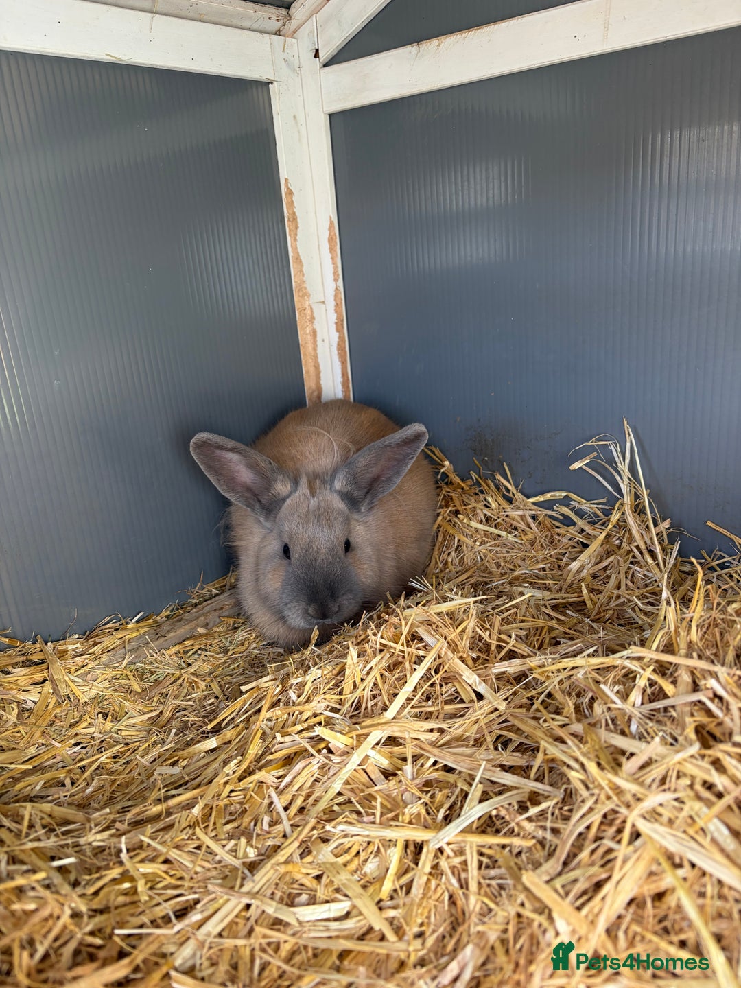 Mini Lop rabbits for sale: One mini lop available to go to a loving home  - Image 3