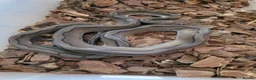 Python Snake reptiles for sale: Reticulated pythons  - Advert 2