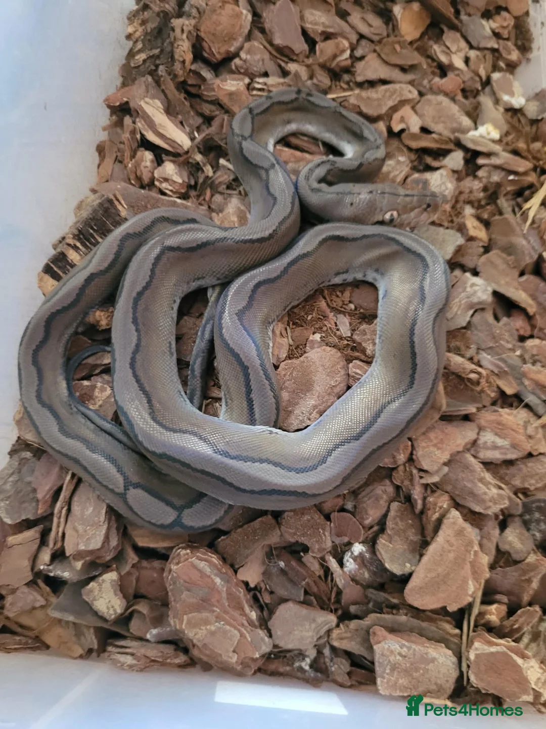 Python Snake reptiles for sale: Reticulated pythons  - Advert 2