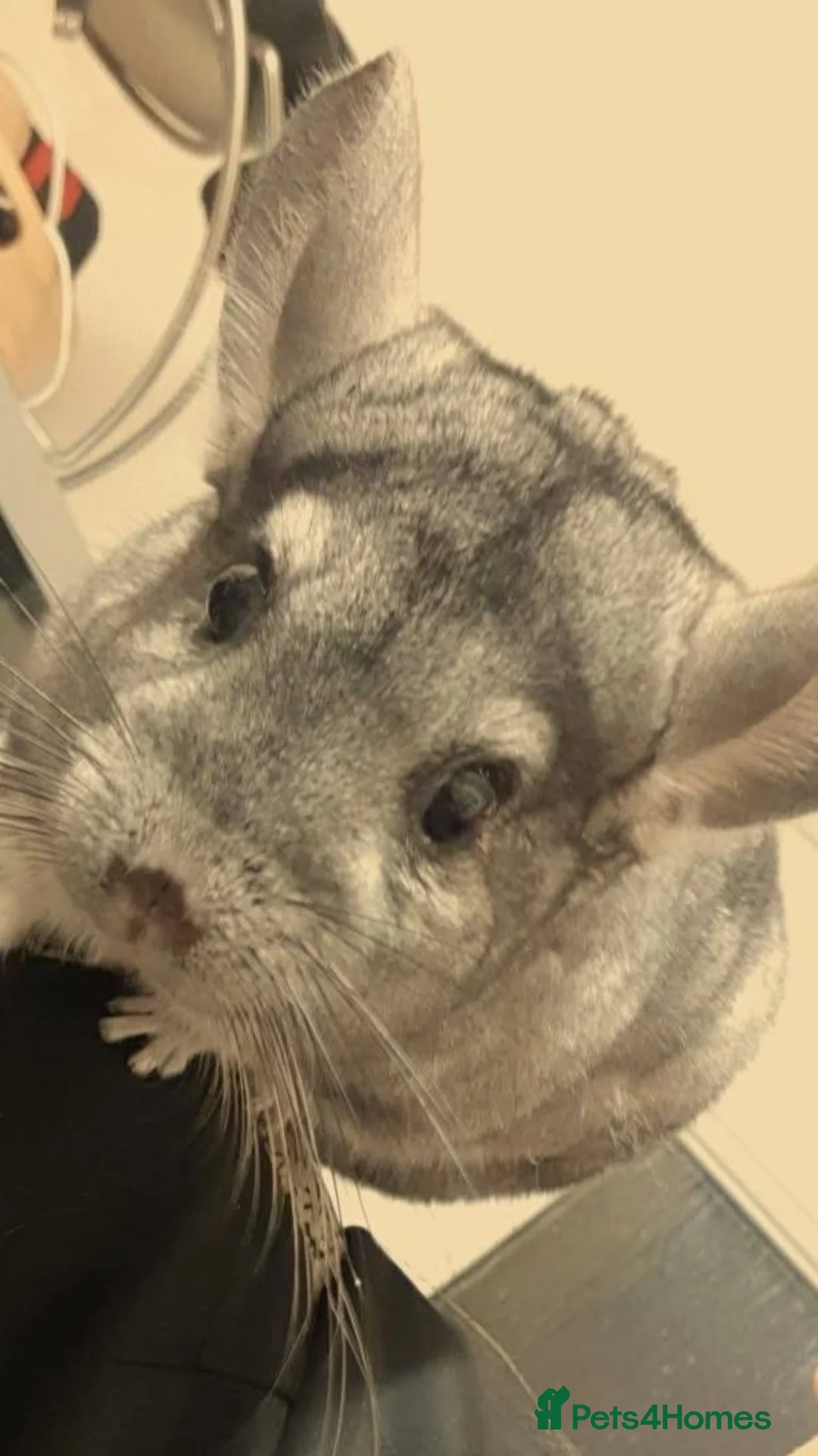 Chinchilla rodents for sale: Adorable Chinchilla Kits – Loving Homes Only - Advert 10
