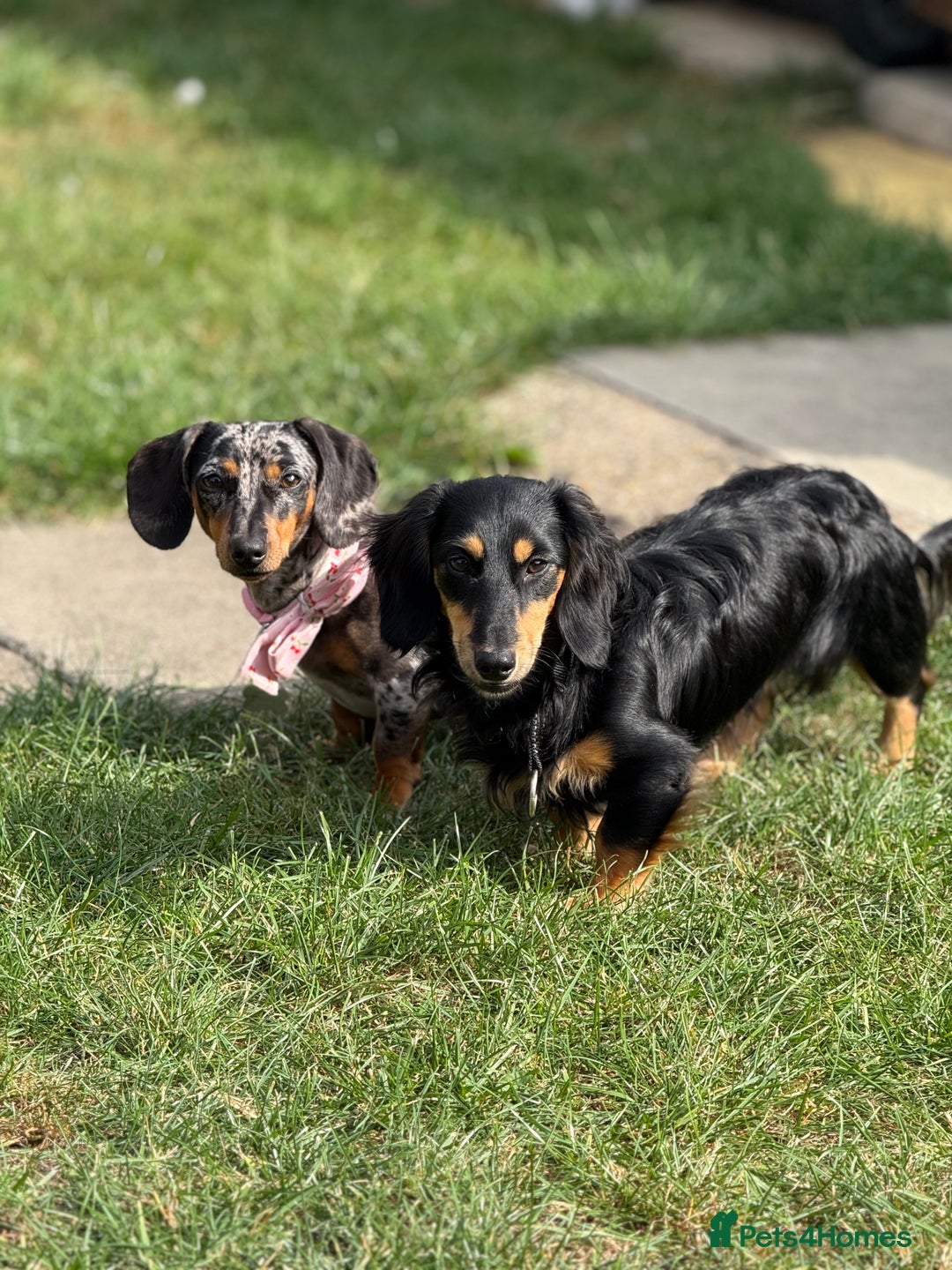 Miniature Dachshund dogs for sale: Miniature dachshunds  - Advert 3