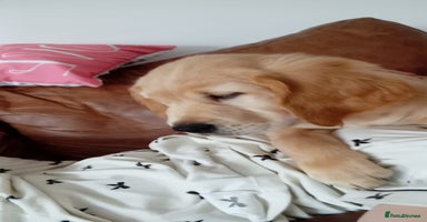 Golden Retriever dogs in Aberystwyth - Advert 5