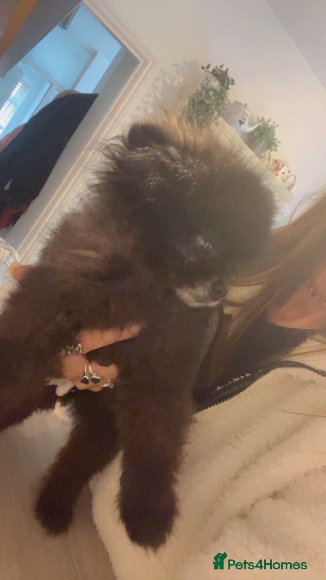 Pomeranian dogs for sale: Super tiny male Pomeranian  - Image 2
