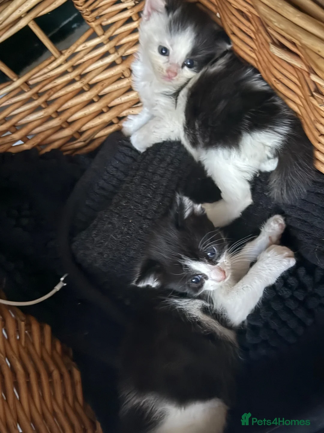 Mixed Breed cats for sale: Black and white kittens - Advert 5