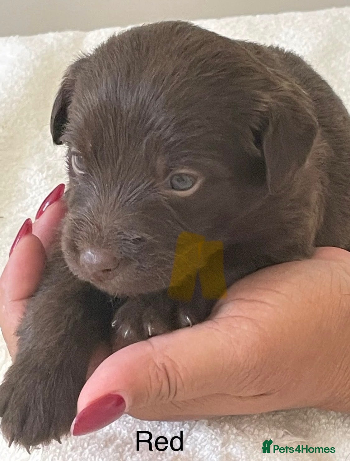 Labradoodle dogs Miniature merle labradoodles  - Advert 2